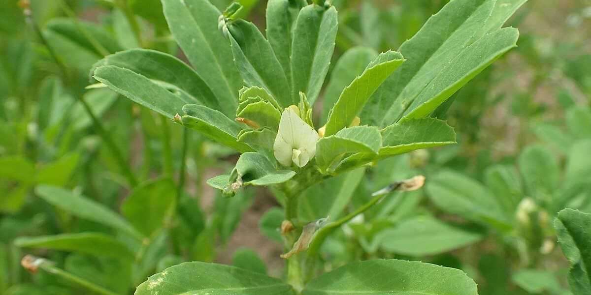 Los múltiples beneficios del aceite de romero: masajes, cabello y salud