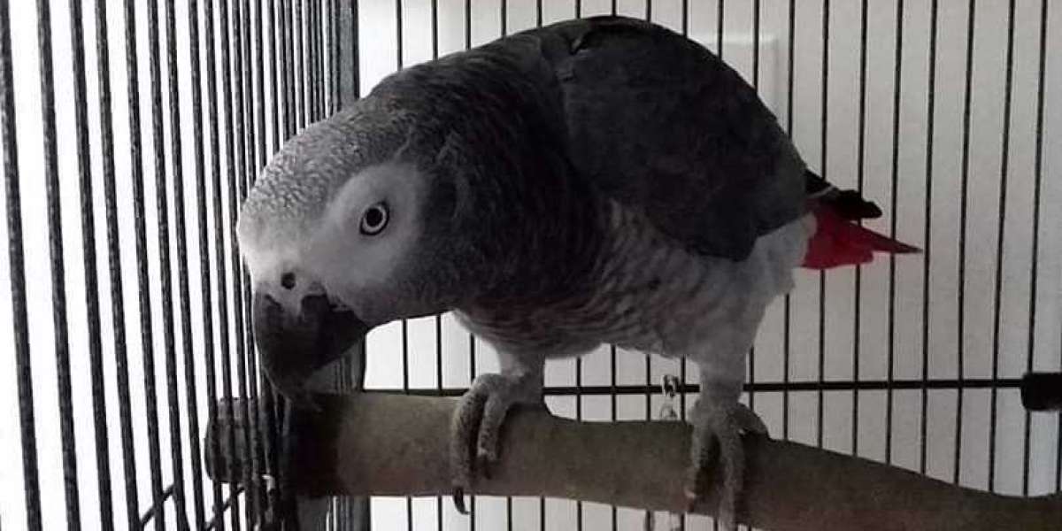 5 Clarifications Regarding African Grey Parrots For Adoption