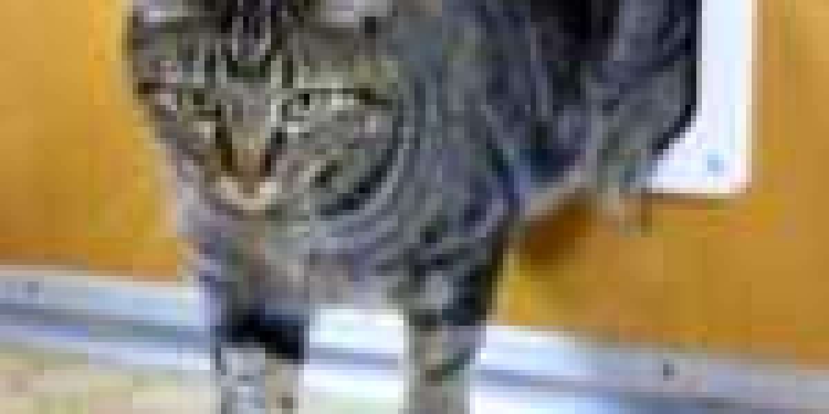 10 Things That Your Family Taught You About Quick Cat Flap Installation