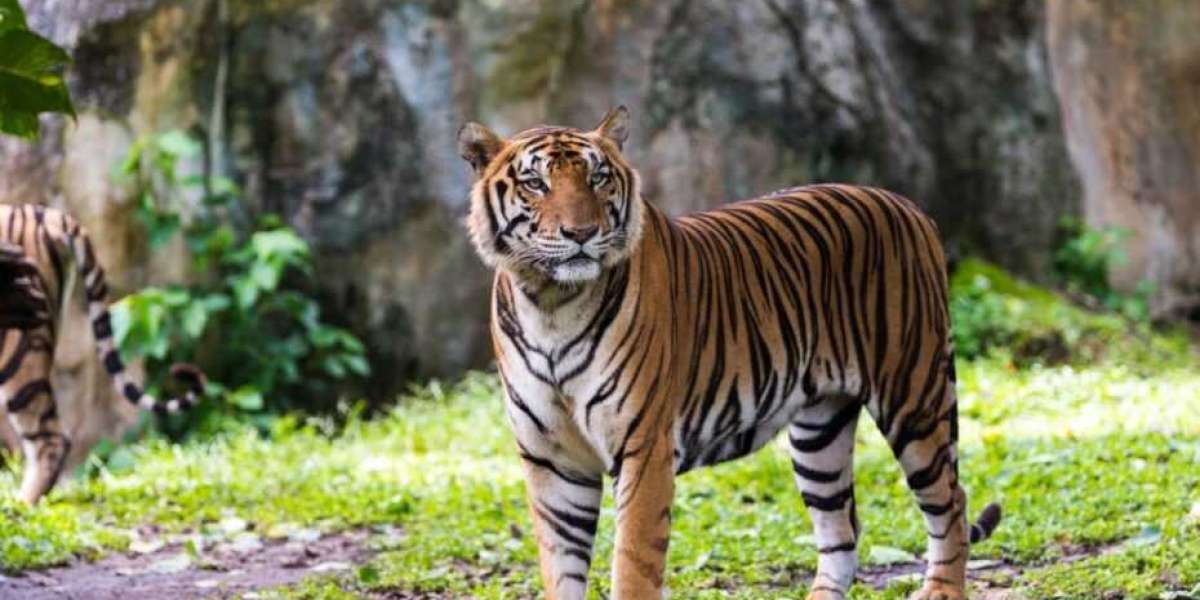 Bengal Tiger Safari: A Journey into the Heart of Wild