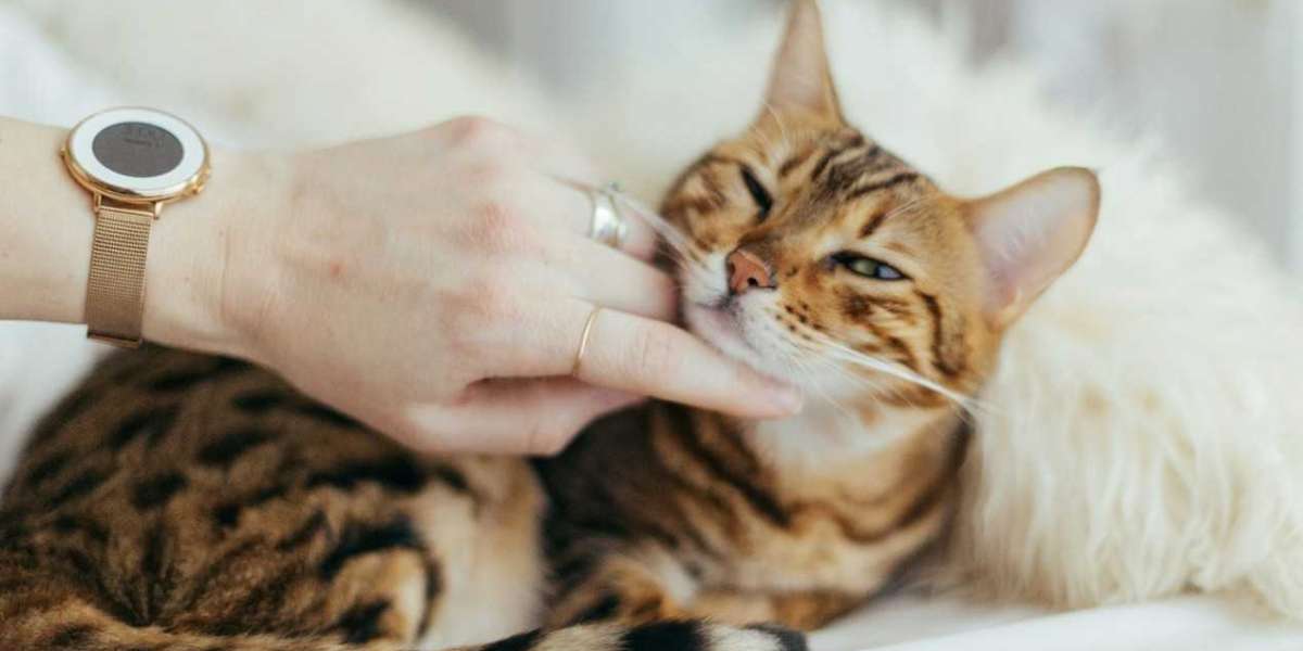 Warum schnurrt eine Katze? Schnurren als Zeichen von Wohlbefinden oder Stress